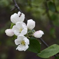 Яблоня цветет :: Нина Синица