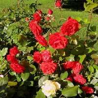 Осенние розы :: Валентина Жукова