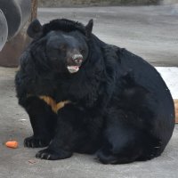 Московский Зоопарк. Гималайский медведь Алладин. :: Наташа *****