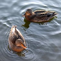 Две утки на поверхности воды :: Реми Реми