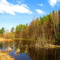 Старый лесной пруд :: Андрей Снегерёв