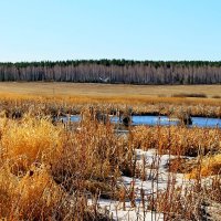 Продолжение моей прогулки. :: Татьяна Перегудова 