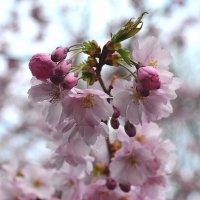 Сакура цветёт... :: Тамара Бедай 