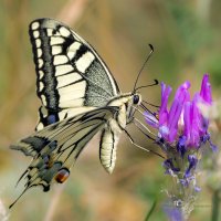 Swallowtail :: Игорь Сарапулов