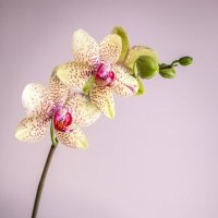Орхидеи :: yav 110455