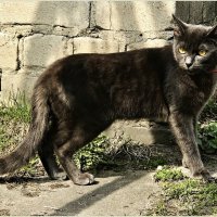 Соседский кот. :: Валерия Комова