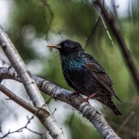 Скворец. :: Владимир Безбородов