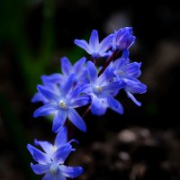spring flowers :: Zinovi Seniak