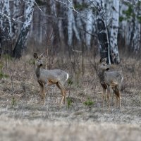 КОСУЛЬКИ :: Володька Завитушкин