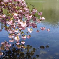 Сакура у пруда, весна 2021 :: Lüdmila Bosova (infra-sound)