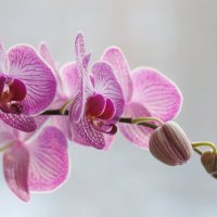 Орхидея :: Наталия Григорьева