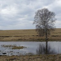 Одинокая береза :: Зинаида Каширина