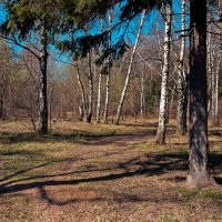 В апрельском лесу :: Валерий Иванович