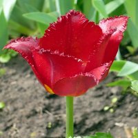 Красный тюльпан :: Вера Щукина