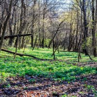 Когда весна приходит в лес.. :: Юрий Стародубцев