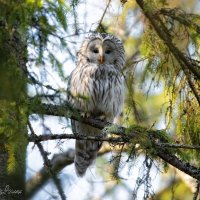 Ural owl (strix uralensis) :: Илья 