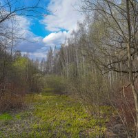 В апрельском лесу... :: Владимир Жданов
