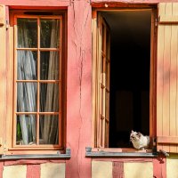 кошка на окне :: Георгий А