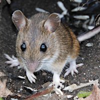 Малая лесная мышь. :: Лина 