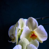 Орхидея :: Владимир Башко