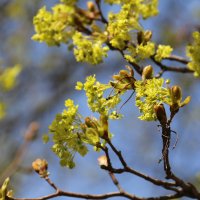 весна :: Владимир Холодницкий