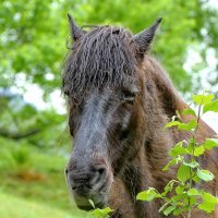 старый конь  пережидающий дождь ... :: Andrey Bragin 