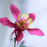 aquilegia :: Zinovi Seniak