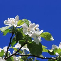 цветы яблони :: Олег Петрушин