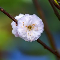 almond blossoms :: Zinovi Seniak