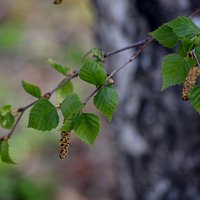 Все проходит... И плохое, и хорошее...  Жизнь продолжается.... :: Светлана 