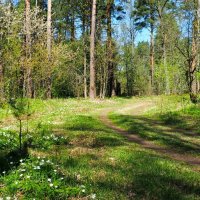 Майский лес в пригороде Смоленска. :: Милешкин Владимир Алексеевич 