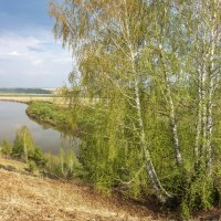 Река Сылва и березка... :: Алексей Сметкин