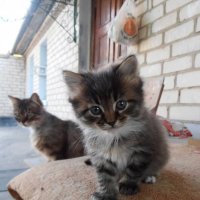 Котенок на фоне своего отца (кота Муры) :: Наталья 