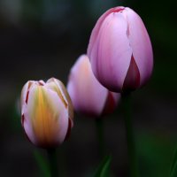 tulips :: Zinovi Seniak