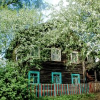 за окном черёмуха колышется :: Сергей Кочнев