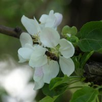 Яблони в цвету :: Lersa 