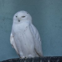 Белая (полярная) сова :: Сергей Цветков