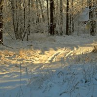 МОЯ ДЕРЕВНЯ, грачиная роща. :: Виктор Осипчук