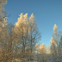 МОЯ ДЕРЕВНЯ, грачиная роща. :: Виктор Осипчук