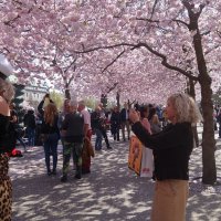 цветение сакуры в Стокгольме :: Елена 