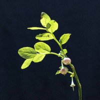 Черника обыкновенная - Vaccinium myrtillus :: Николай Чичерин