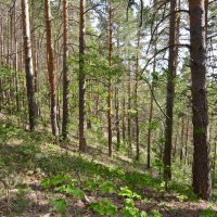 Весенний лес :: Леонид Иванчук