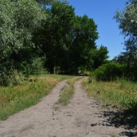 Новочеркасск. Дорога прибрежной лесополосы Холодного канала. :: Пётр Чернега