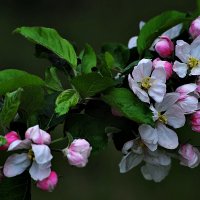 Флора :: Валерий Перевозчиков