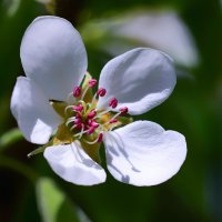 pear blossoms :: Zinovi Seniak