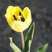 Цветок тюльпана. :: сергей 