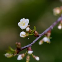 Цветок вишни :: Александр Синдерёв