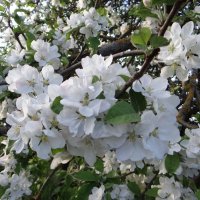 Яблони в цвету.. :: Антонина Гугаева