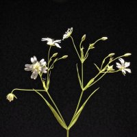 Звездчатка ланцетовидная - Stellaria holostea :: Николай Чичерин