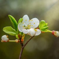 Весна... :: Юрий Гординский